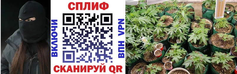 shop какой сайт  Юрьев-Польский  Шишки марихуана SATIVA & INDICA 